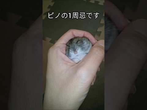 ハムスターピノ1周忌　#ハムスター #hamsters #かわいい #癒し