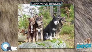 Lapponian Herder 🐶🐾 Everything Dog Breeds 🐾🐶