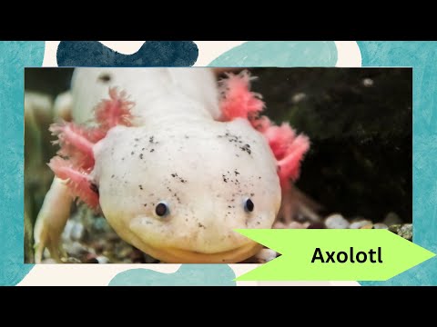 🦎 Discover the Amazing Axolotl: The Smiling Salamander! 🌟