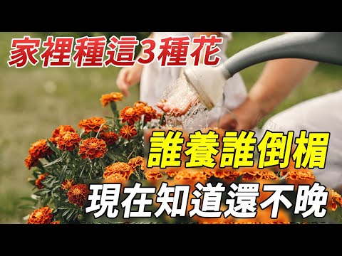 家裡種這3種花，誰養誰倒楣，現在知道還不晚！【禪林聖水】