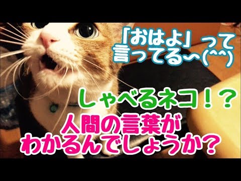 「おはよう」と喋るネコ！？