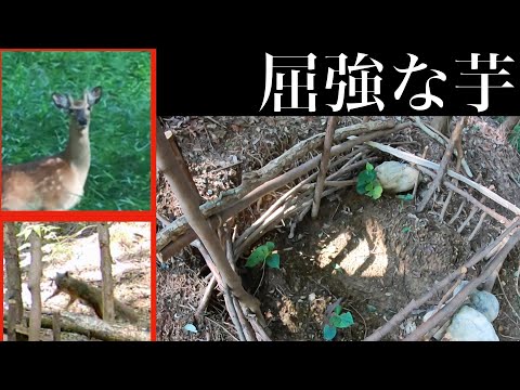 【近況報告】動物に狙われ続ける芋畑と　山のニューフェイスたち