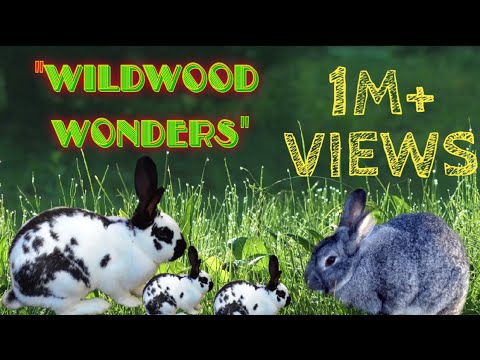 "Burrowing Secrets: A Rabbit Family's Forest Adventure" | Discovery |Cute Bunny🐰