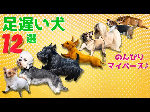 【マイペース】走るのが遅い犬種ランキングTOP12　【犬の雑学】