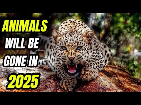 10 Animals Going Extinct in 2025 (Act NOW Before They’re Gone Forever) 😢🌍