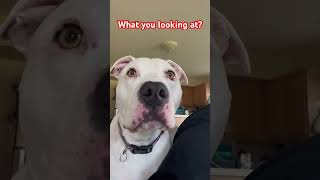 Pitbull looks at you #dog #sassypitbull #puppy #dog #funny