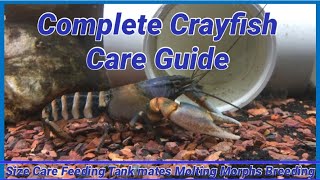 Complete Crayfish Care Guide