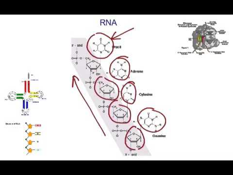 RNA