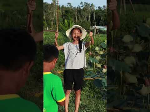 Summer Time with Kids | Countryside Lotus Field | Hoi An, Vietnam