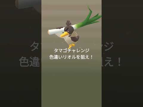 色違いのリオルを狙え！タマゴ孵化チャレンジ　#Pokémon #PokémonGO #ポケモンGO