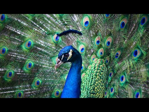 Beautiful Peacock Feather Display And Majestic Walk/Bird's Songs