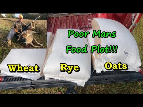 Best Fall Deer food plots for 2024 / How to plant Deer food plots for beginners