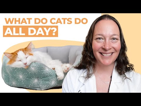 What Do Cats Do All Day? | Vet Explains