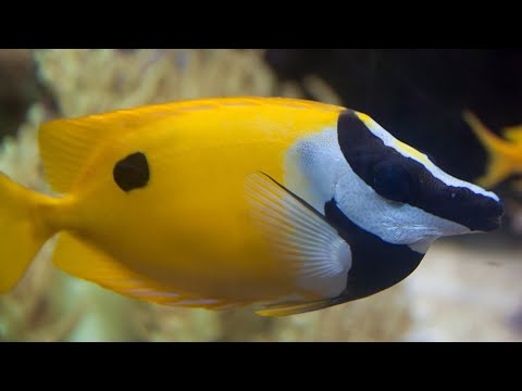 Facts: The Blotched Foxface Rabbitfish