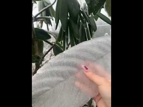 Incredible ice leaves