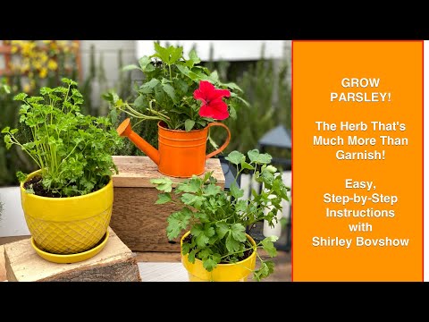 GROW PARSLEY Plants: How to Grow Parsley From Seed in Pots/Garden 🌿Shirley Bovshow- Hallmark Channel