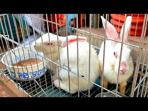 Cute Animal Rabbits As Pets | will animals video bangladesh