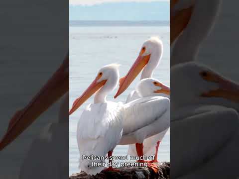 Pelicans: The Masters of Fishing | Life, Habits & Daily Adventures-Animal Kingdom #shots