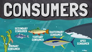 What Are Consumers (Heterotrophs) in a Food Chain?