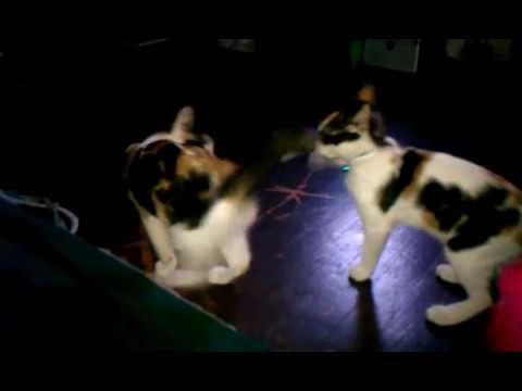 Twin Calico Sisters Having Fun...