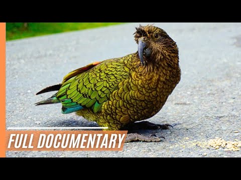 Keas: Wild & Witty in New Zealand | Full Documemtary