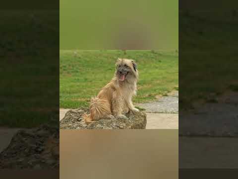 Pyrenean sheepdog