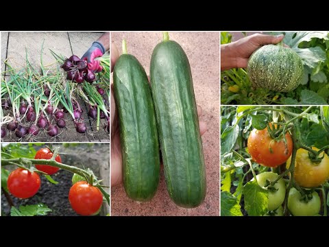 Red Onion, Cucumber & Courgette Harvest (shokher bagan) summer mid July allotment update