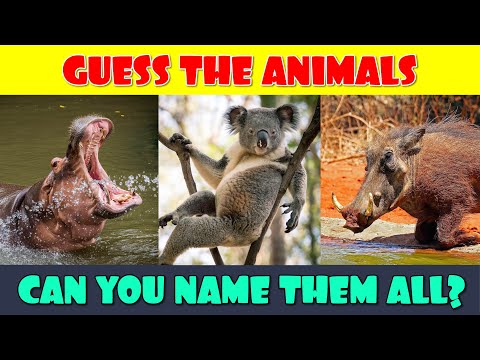 Guess the Animal Species Quiz