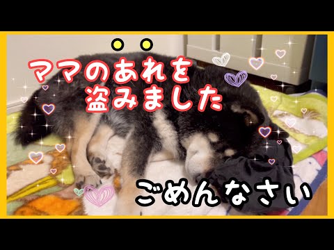 【保護犬＃98】窃盗犯・黒柴うめ