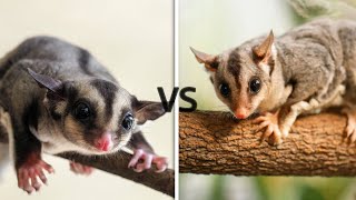 Sugar Glider vs Squirrel Glider : Know The Differences