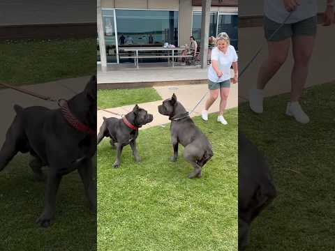 2 dominant males meet first time.. #dog #canecorso #youtubeshorts #mastiff #fyp #shorts #big