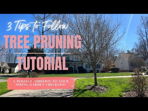 Tree Pruning How To | 3 Spring Tree Pruning Tips Perfect For Any SPRING To Do List!