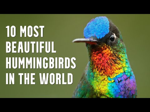 10 Most Beautiful Hummingbirds In The World