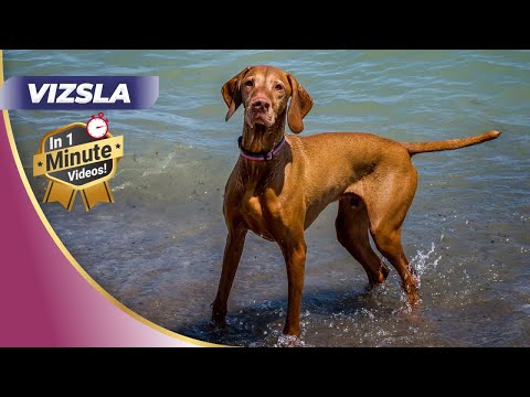 🐾 Speedy Top Dog Hungarian Wirehaired Vizsla Reveals! 🏃‍♂️