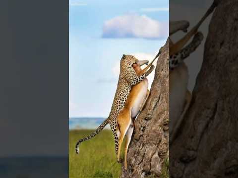 The Most Thrilling Moments From The Wildlife Safari || #wildlife #animals #trending #shorts