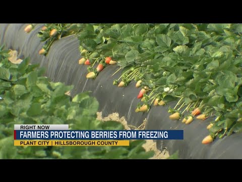 Farmers protect strawberries from freezing conditions