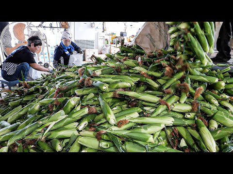 Amazing!! 2024 food Making in Bulk - BEST 10 - korean street food master