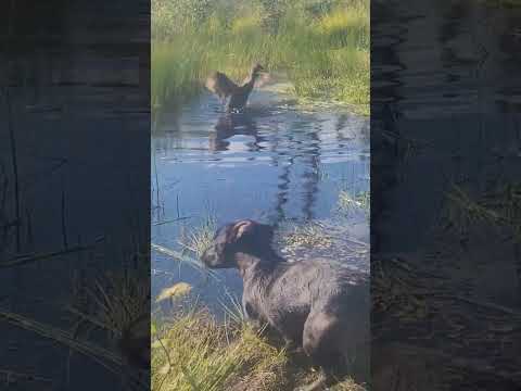 Webz and Roxy are playing in the Pond! #fypシ #duck #short #babydog #plssubscribe