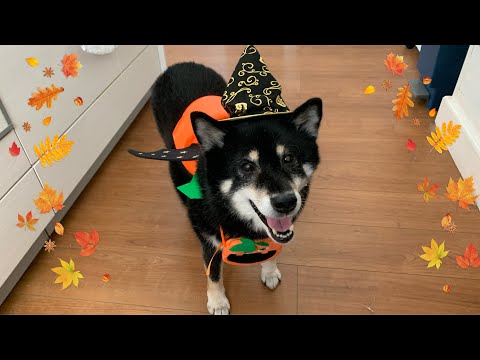 黒柴・保護犬うめの【ハロウィンパーティー】の巻