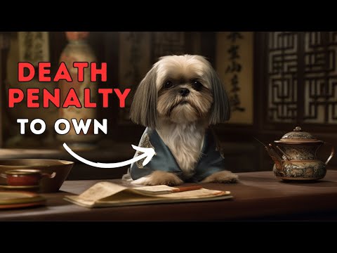 Shih Tzu Facts: When it Was Illegal to Own a Shih Tzu