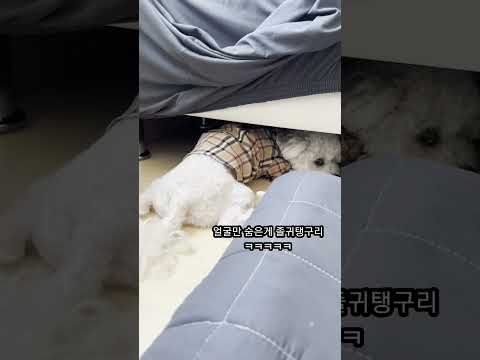 꼭꼭숨어라🫣(얼굴만) #bichon #dog #puppy #가족 #강아지 #개아들 #칠백 #쇼츠 #강아지브이로그 #댕댕이일상 #구독 #좋아요