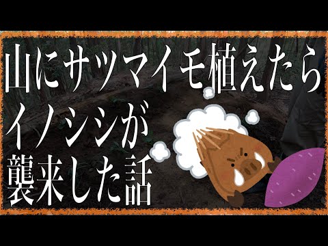 山にイノシシの宴会場が爆誕したのかもしれない【山開拓】#31