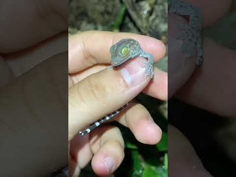 Baby Tokay Gecko HATCHED in Terrarium! #shorts