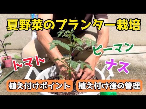 【野菜】夏野菜をプランターで育てよう！(植え付け〜その後の管理まで)