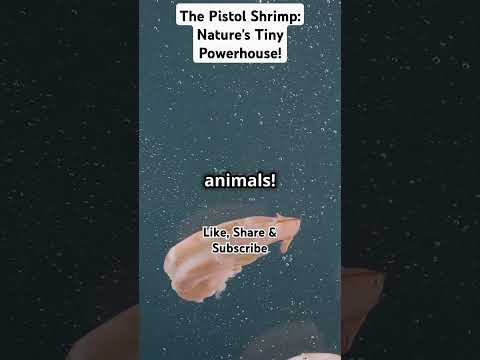 The Pistol Shrimp: Nature's Tiny Powerhouse! #facts