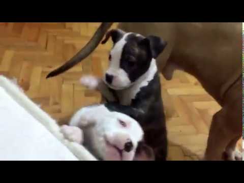 Pitbull Puppies Playing and Giving High Five