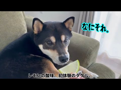 【黒柴タケル】初めての熊本県産グリーンレモン。〜It didn't suit him.😆〜