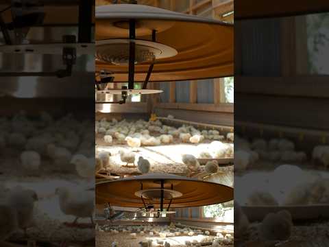 Temperature Requirement for Brooder Chicks  | Joel Salatin on Supplemental Heat #pasturedpoultry