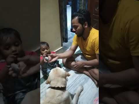 Dog save baby boy #shorts #funnyvideo