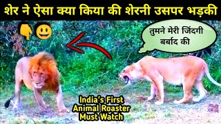 ये शेर किंग के नाम पे धब्बा हैं, कब सुधरेगा ये 😃 Animal Roaster